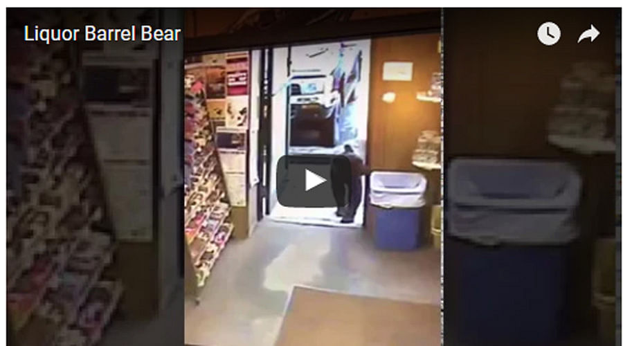 Bear enters in a liquor of Alaska social media trolls that video