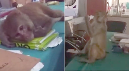 Monkey enters in shrinagar base hospital take medicine and bandage 