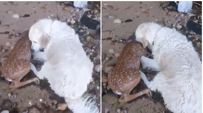  Dog Risked His Life And Jumped Into The Ocean To Save A Baby Deer