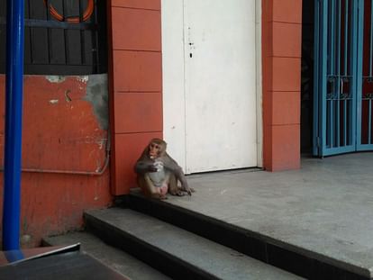 Monkey attack on woman and take away the child from his lap