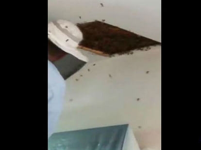 beehive in ceiling roof viral video on social media