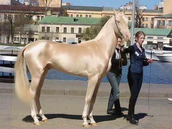 most beautiful and rare horse in the world Golden Akhal Teke
