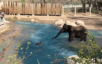 war at a zoo between irate elephant and pesky goose wage 