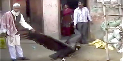 Big Bird Found at Moradabad seems like ramayana’s jatayu