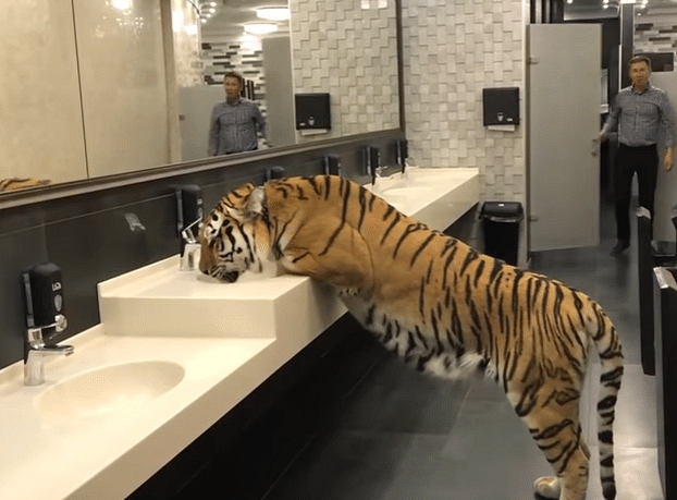 A tigress drinks water in public bathroom in Russia
