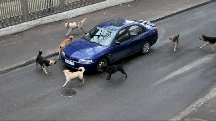 Why Dogs Chase Moving Vehicles? This Might Be The Answer 
