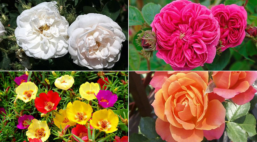 Expressing love to worship Gods these 10 Most Beautiful Rose Flowers are awesome