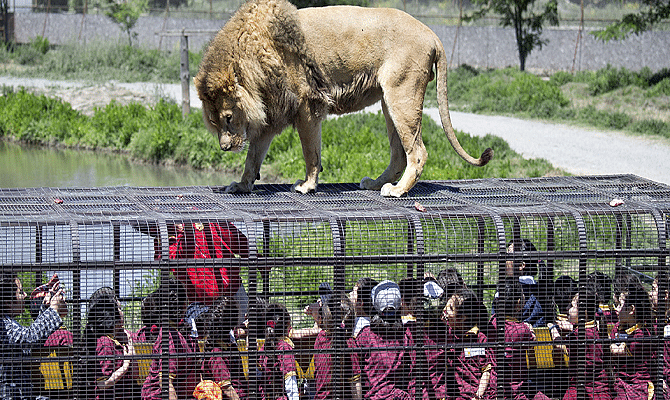 Parque Safari Zoo Where Humans are in Cages and Lions are On Top