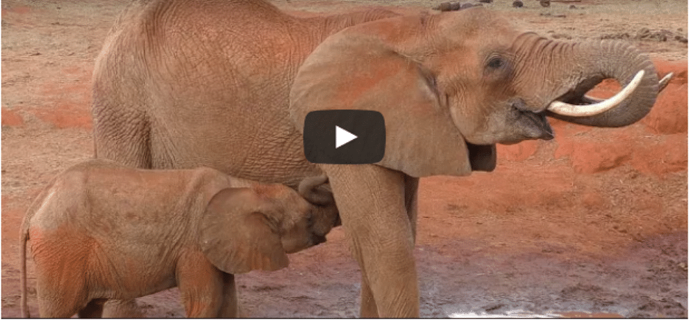 Baby elephant feeding first time and smiling video goes viral 