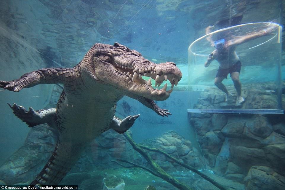 Tourists pay £103 for a close-up with a 16 FOOT man-eating crocodile while being in cage of death