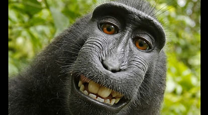 Monkey selfie case: British photographer settles with animal charity