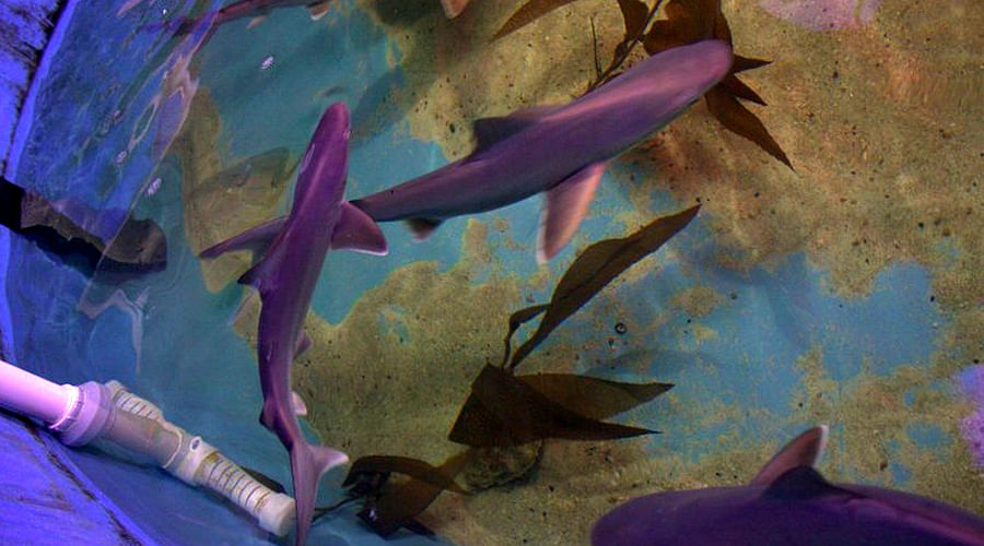 Nearly A Dozen Sharks Found In New York Home's Basement