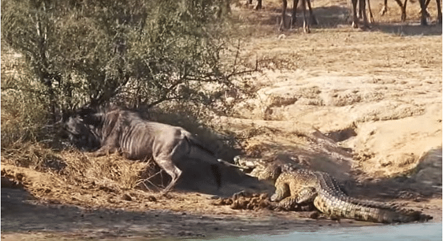 angel helped the wildebeest to get rid of the crocodile
