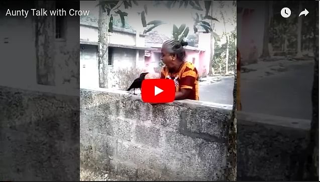 Talk between crow and lady capture in video, goes viral 