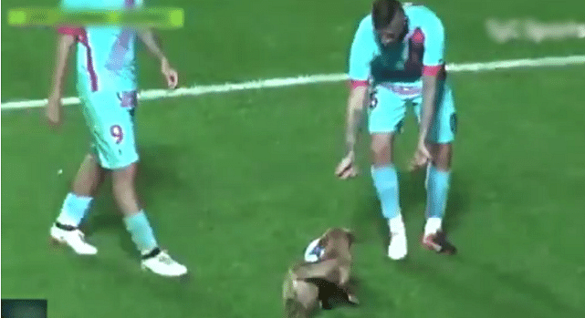 cute dog interrupted the football match for half an hr  in  Argentina