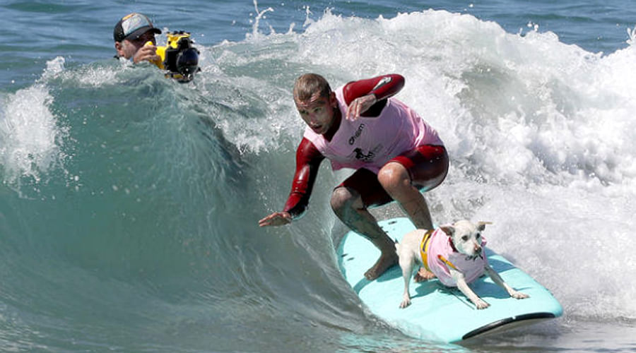 Dogs Hit The Waves In Huntington Beach Surfing Competition