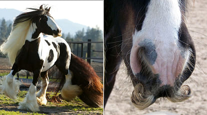 Gypsy Vanner Horses Can Grow Moustaches