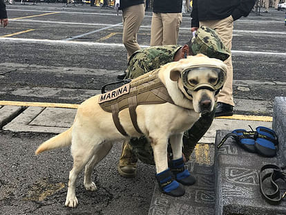 Rescue Dog Frida Saved dozens of Lives So Far from Mexico Earthquake 