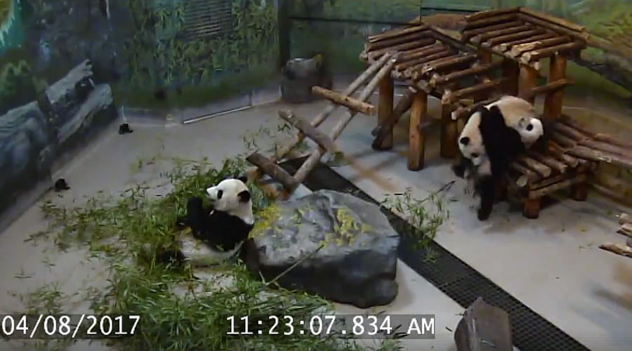 Baby panda cute video goes viral on internet 