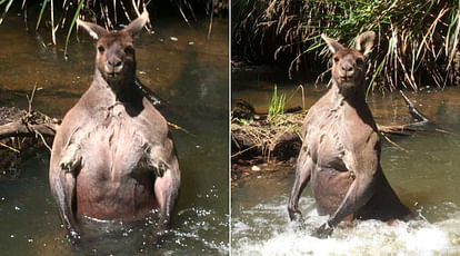 Have you ever seen a muscular Kangaroo who look like super model?