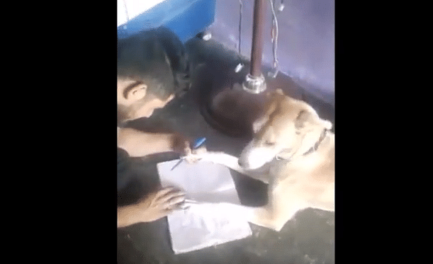 Man teaching English alphabet to his dog viral video