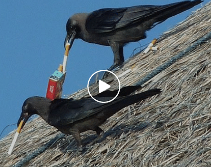 This Startup Trains Crows To Pick Up Cigarette Butts To Fight Pollution