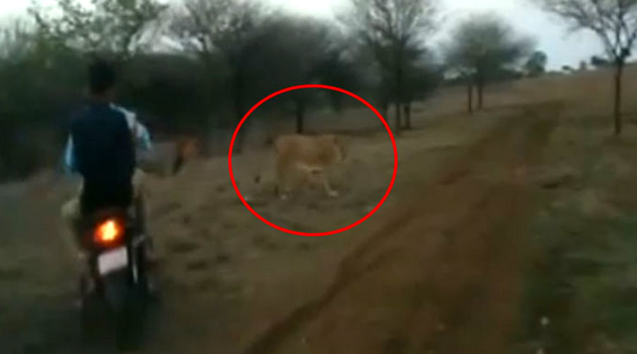 Men On Bikes Chase A Lion And Lioness In Gir Forest, Get arrested