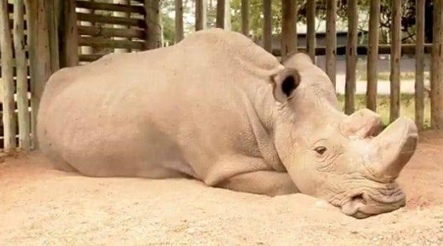 What extinction looks like? This the last male northern white rhino, Nevermore