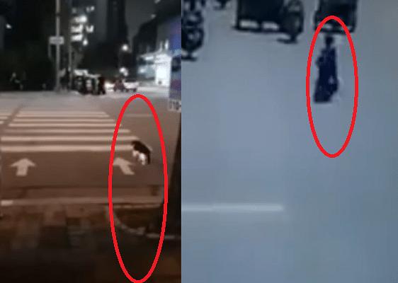 smart cat and woman crossing the road video going viral