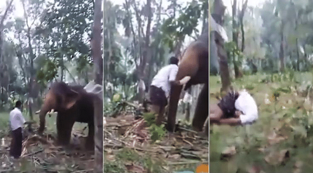 Drunk Kerala man tries to kiss elephant, video going viral