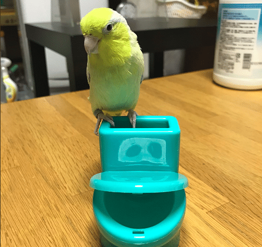 In Japan, there is toilet ready only for parrot  