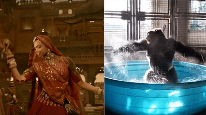 This GORILLA gives a tough competition to Deepika Padukone viral video