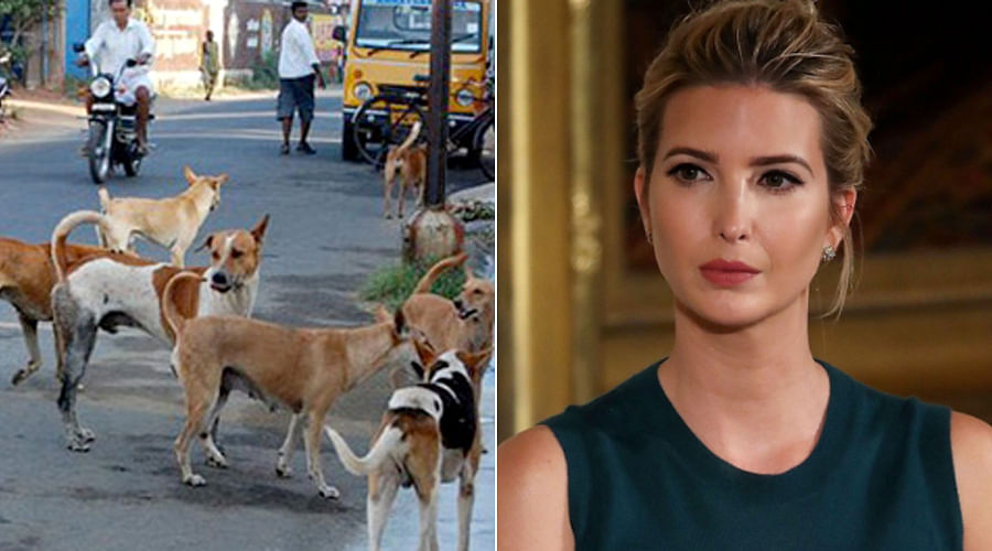 Hyderabad: Stray dogs ‘poisoned’ for Ivanka Trump visit