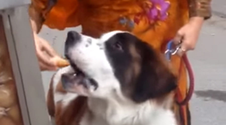 Video: Even Dogs enjoy Golgappa, It can be our National Snack as it is favourite of all