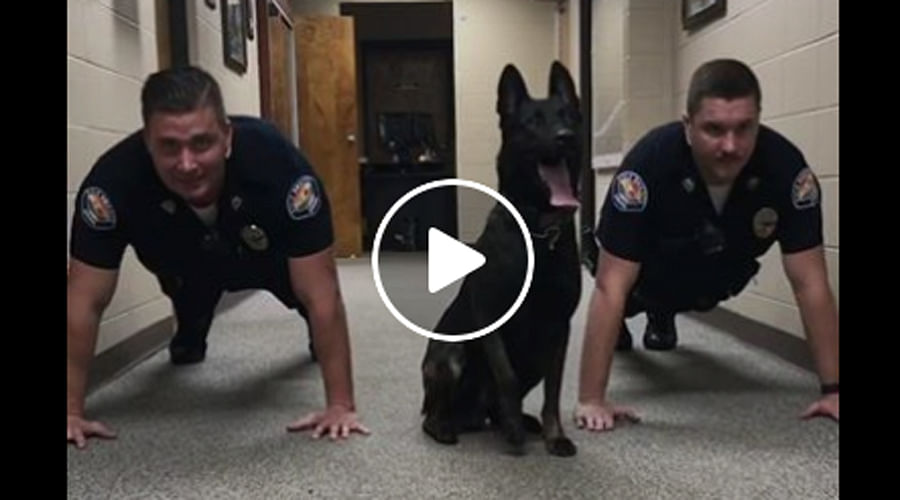 This Police Dog Push-Ups will make your Day, Watch Funny Video