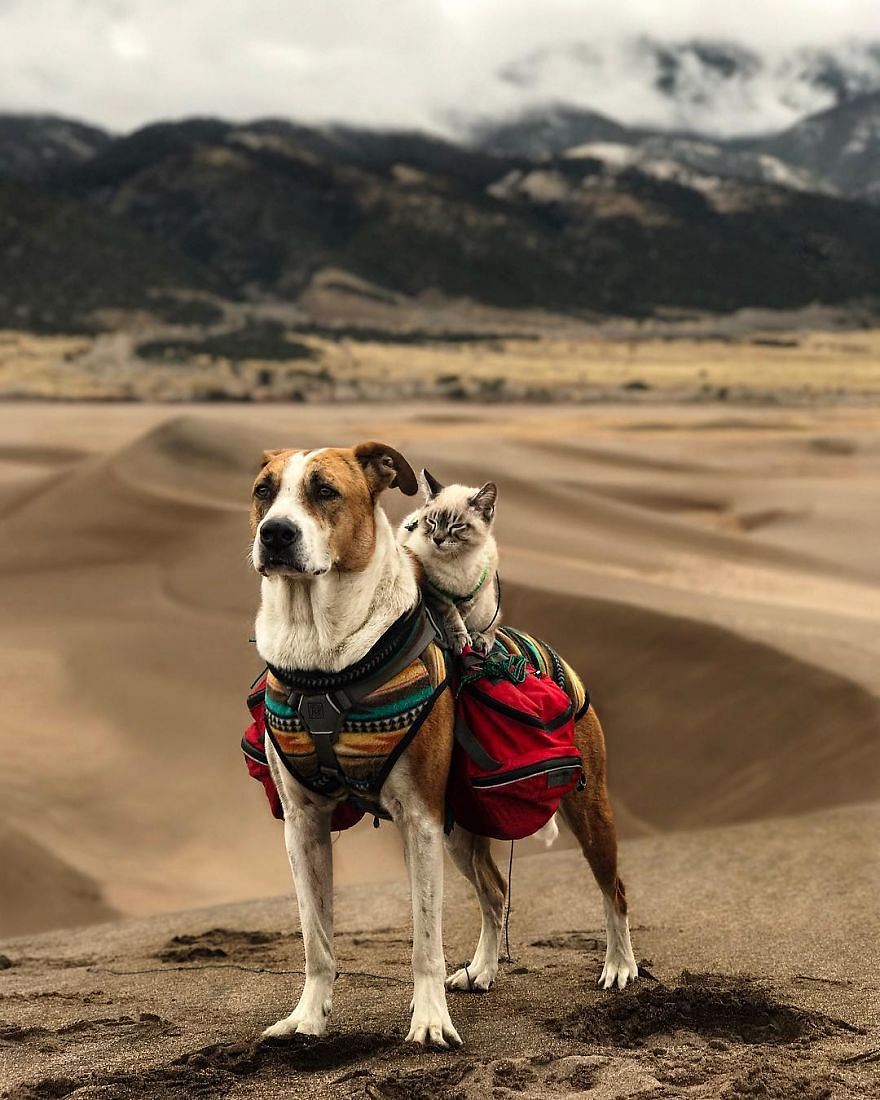 Pics of cat and dog friendship who loves traveling togeather 