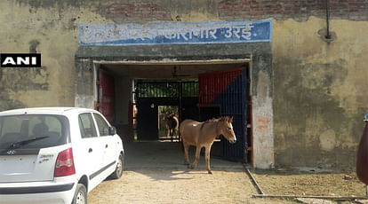Satire: UP Police arrests Donkeys accused of destroying costly plants
