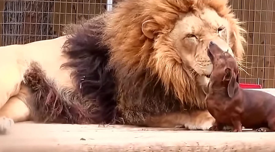 Unbelievable Unlikely Animal Friendships will make you miss your Friend