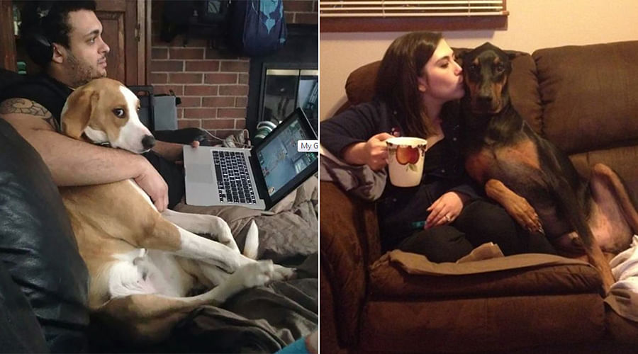 Shameless Pets That Stole Owner’s Partner And Didn’t Even Feel Sorry