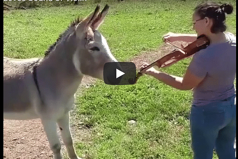 Donkey funny reaction after listening violin, videos goes viral 
