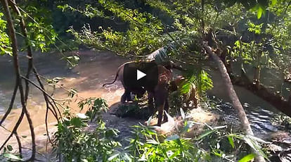 VIDEO: Mother ELEPHANT gives heartwarming gesture after Kerala forest men SAVED its baby