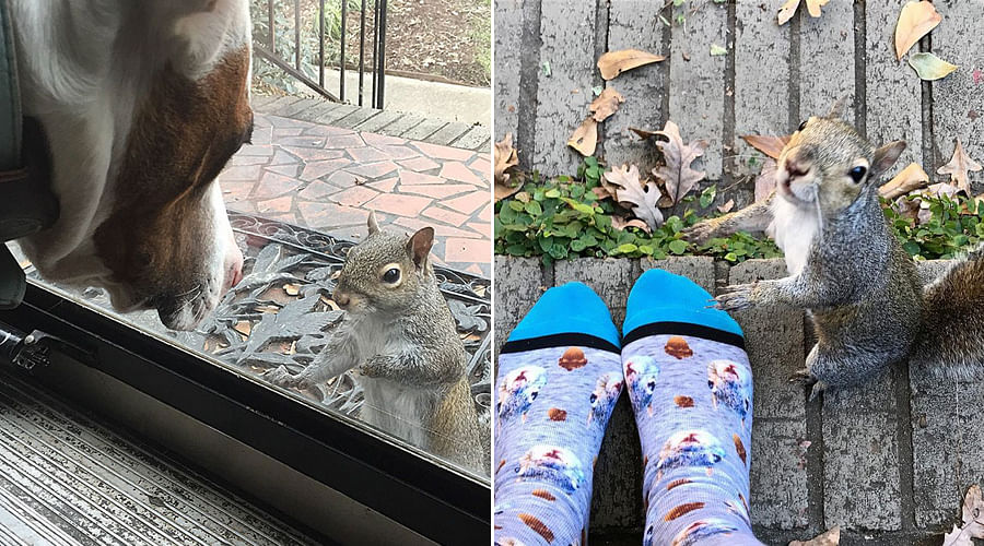 This Squirrel a Family bond is Amazing That Saved Her 8 Years Ago