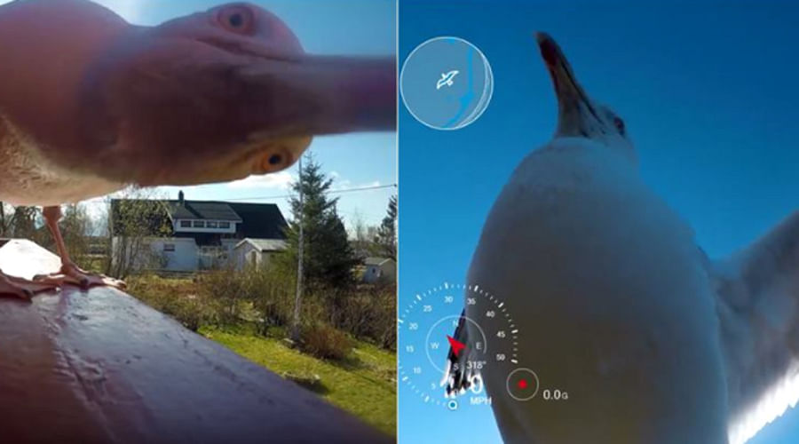 Seagull stole the photographer’s camera but helped him win an award