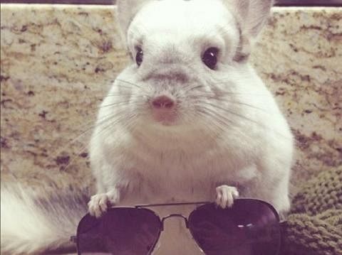 Photogenic rabbit gives poses for social media, photos goes viral 