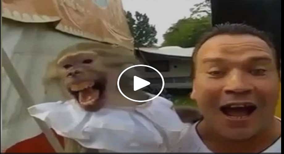 funny monkey video will Start you new year with laughter 