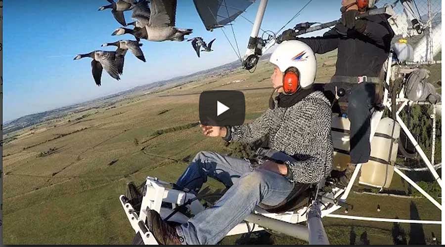 Christian Moullec who takes to the skies with bird flocks