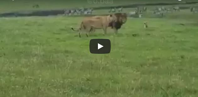 dareing dog vs lion video goes viral on internet 