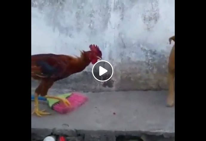 Video of Fight between Dog and rooster goes viral on social media