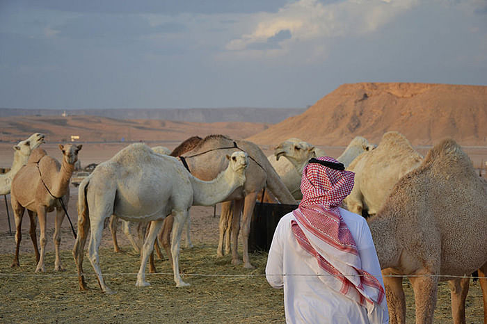 12 camels were rejected from annual camel festival in saudi arabia 