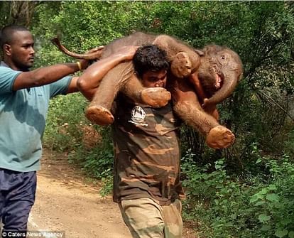 This IFS officer rescue baby elephant, helps her to meet his mother elephant 